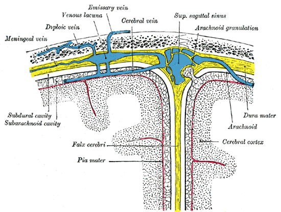 Dural Sinuses